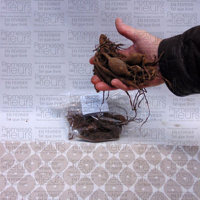 Example of Dahlia balle Jowey Winnie Bulbe calibre I as you get