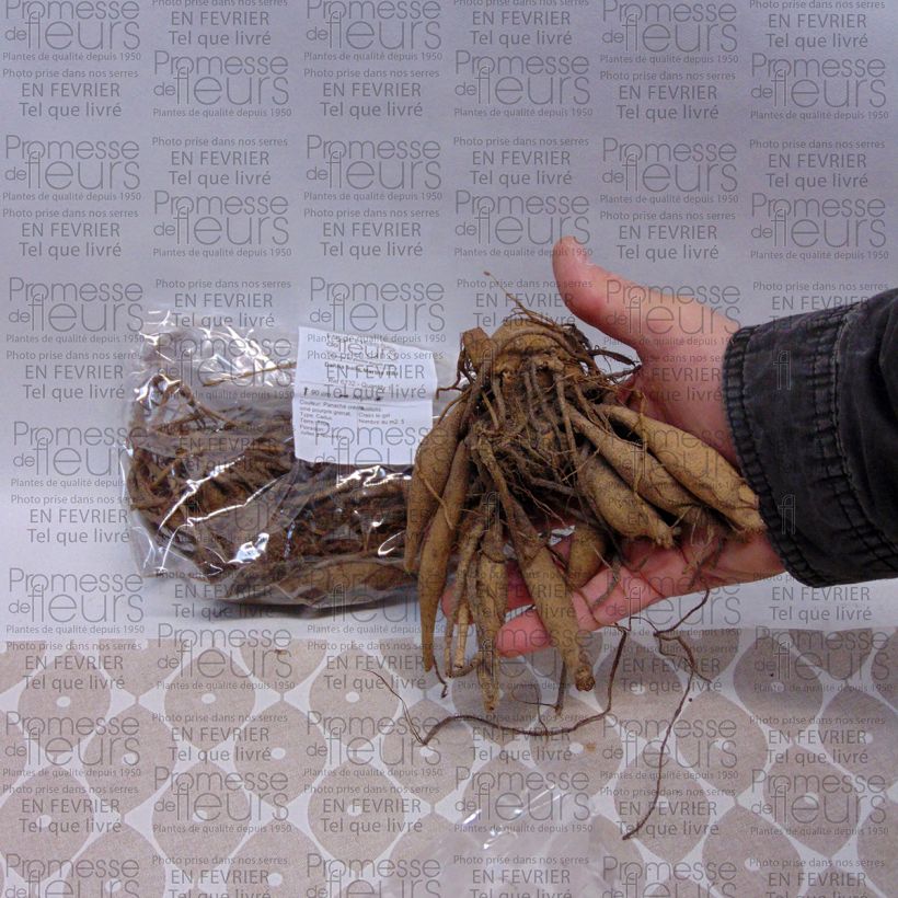 Example of Dahlia balle Marble Ball Bulbe calibre I as you get