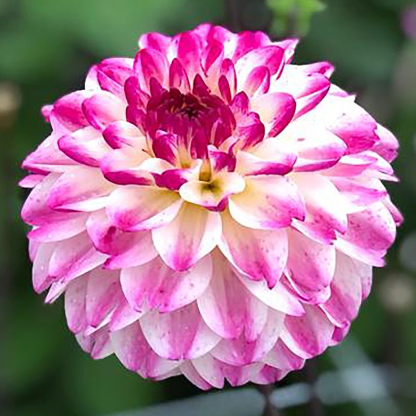 Dahlia balle Nina's Choice (Flowering)