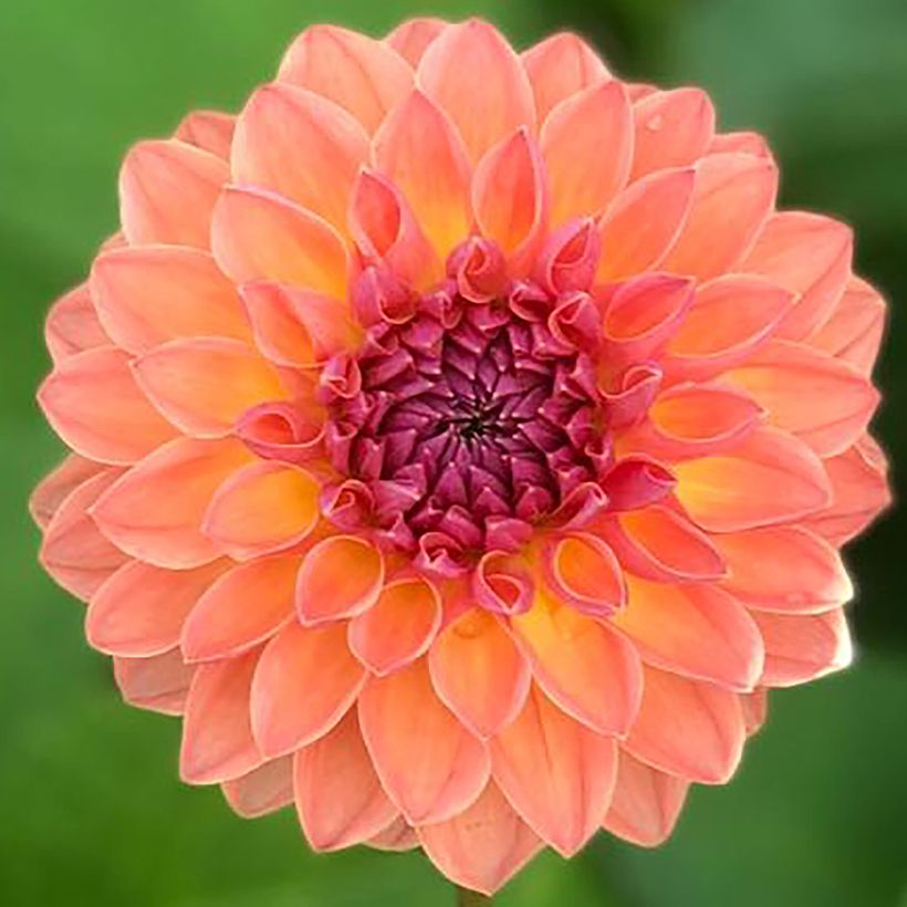 Dahlia balle Orange Breeze (Flowering)