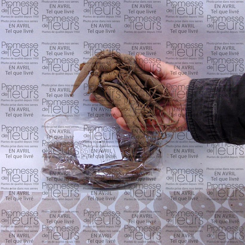 Exemple de spécimen de Dahlia balle Peter Bulbe calibre I tel que livré