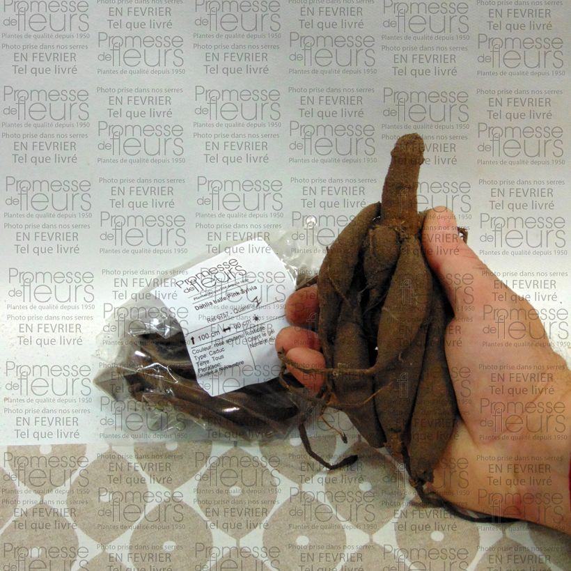 Exemple de spécimen de Dahlia balle Pink Sylvia Bulbe calibre I tel que livré