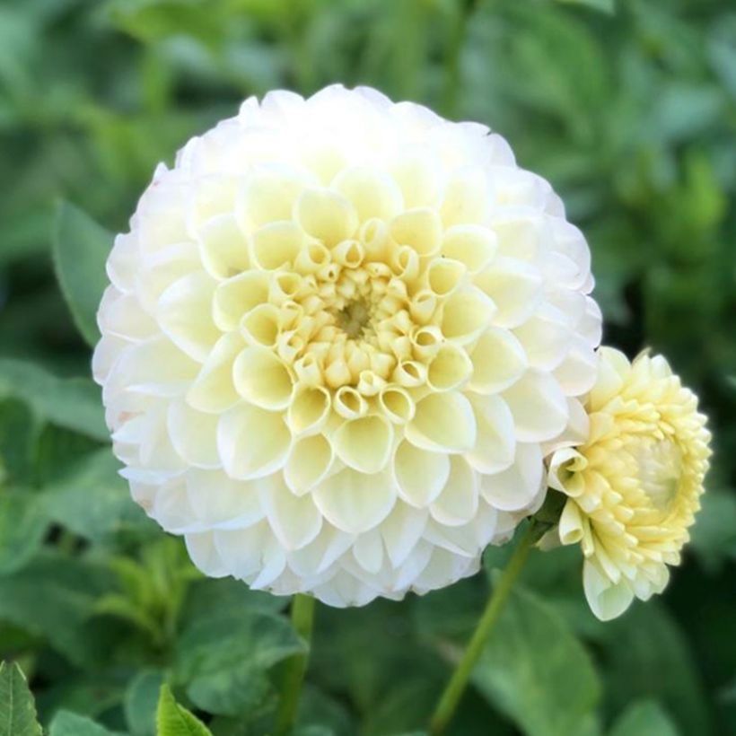 Dahlia balle Polventum Supreme (Flowering)