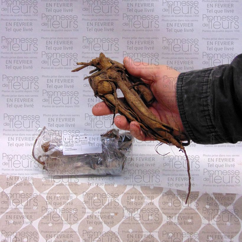 Example of Dahlia balle Purple Fox Bulbe calibre I as you get