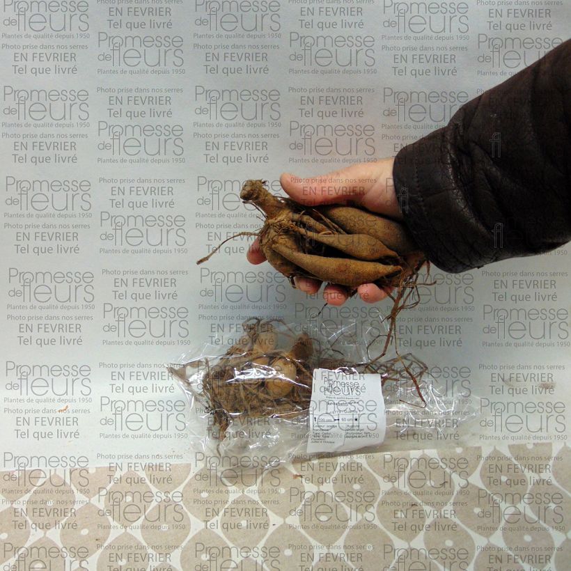 Example of Dahlia balle Sylvia Bulbe calibre I as you get