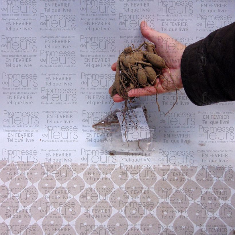 Example of Dahlia cactus Friquolet Bulbe calibre I as you get