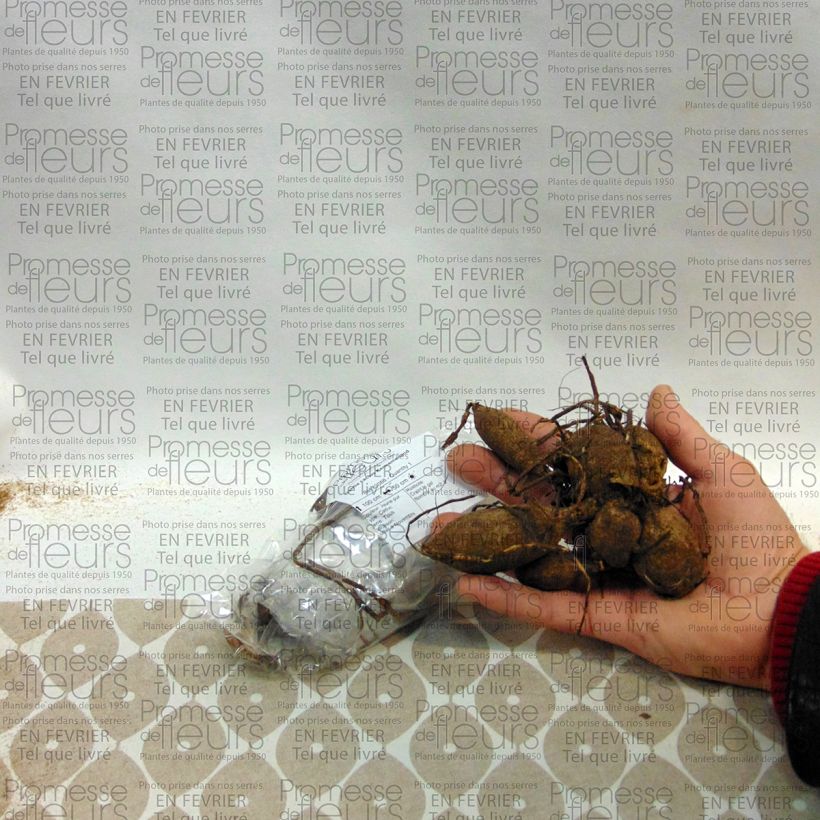 Example of Dahlia cactus Kennemerland Bulbe calibre I as you get