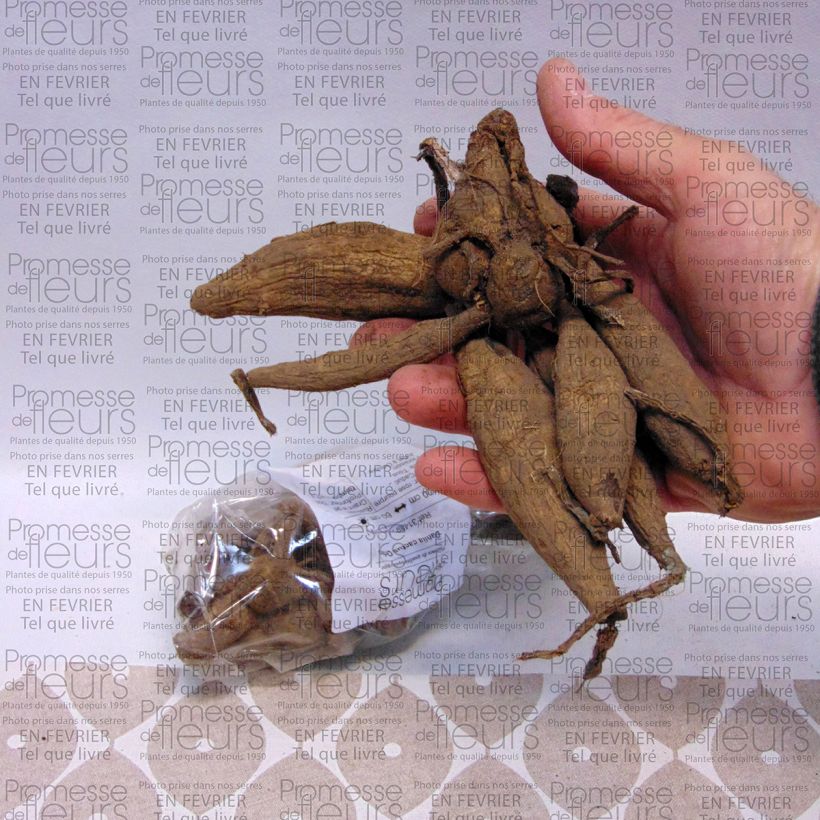 Example of Dahlia cactus Orfeo Bulbe calibre I as you get