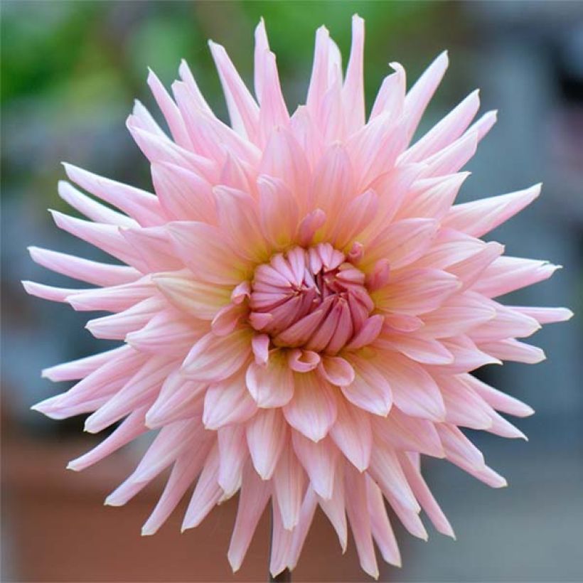Dahlia cactus Préférence (Flowering)