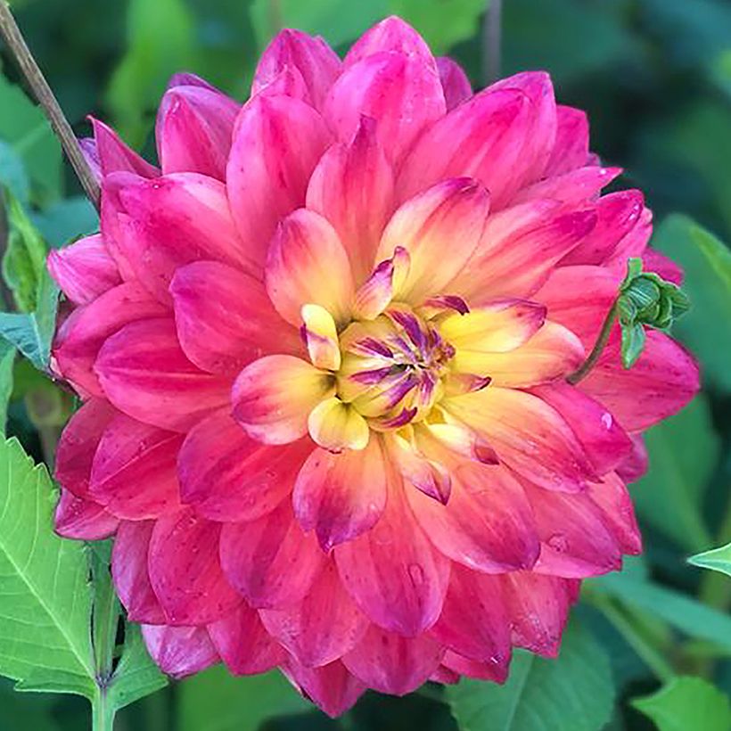 Dahlia cactus Rainbow Silence (Flowering)