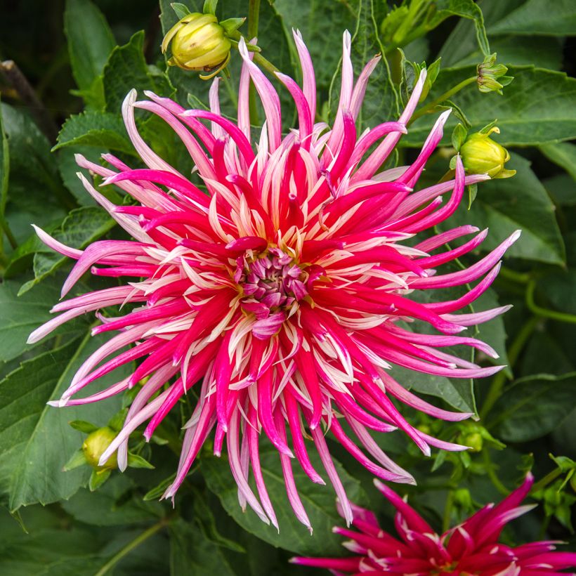Dahlia cactus Samouraï (Flowering)