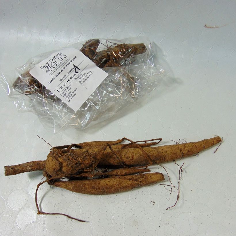 Example of Dahlia cactus dentelle Ice Crystal Bulbe calibre I as you get