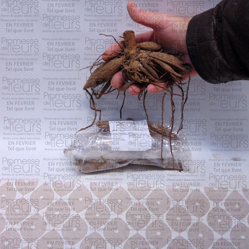 Example of Dahlia cactus dentelle Nadia Ruth Bulbe calibre I as you get