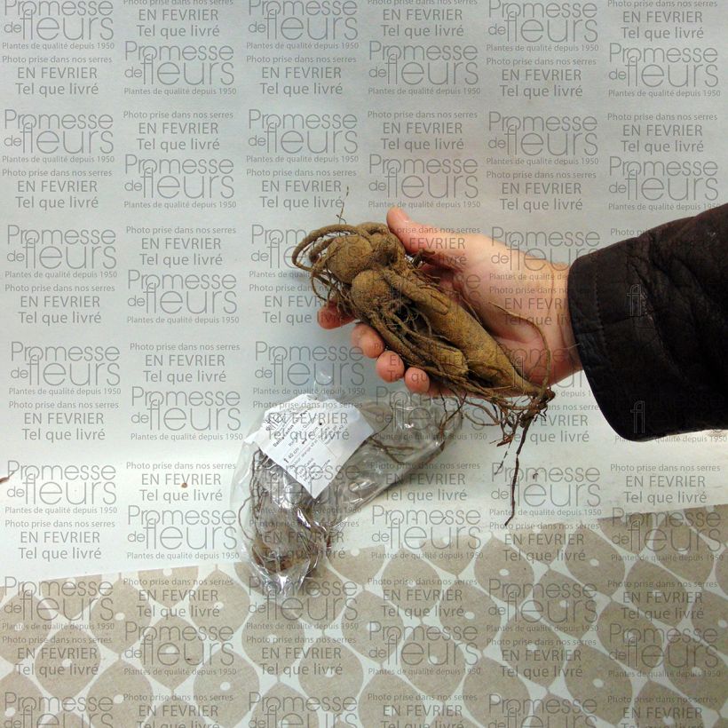 Example of Dahlia cactus nain Park Idylle Bulbe calibre I as you get