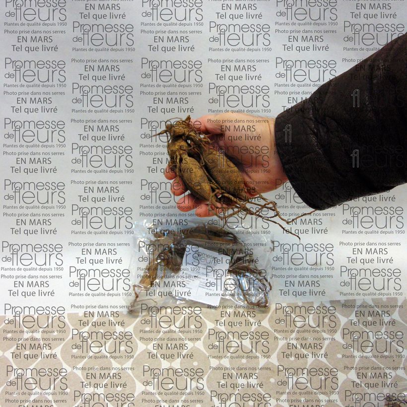 Example of Dahlia cactus nain Park Record Bulbe calibre I as you get