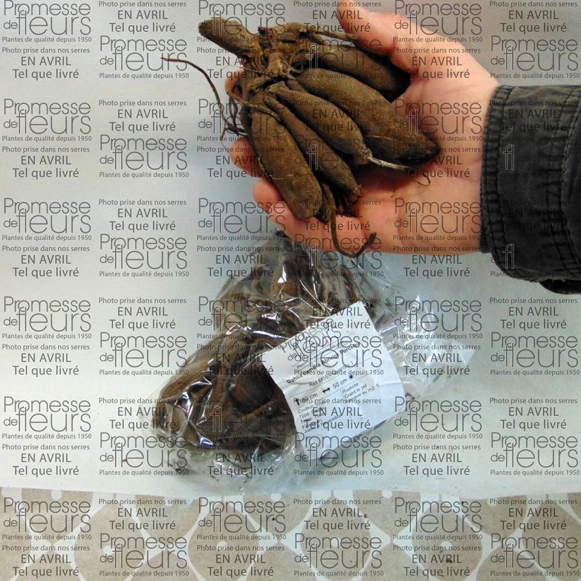 Example of Dahlia camélia Abridge Porcelain Bulbe as you get