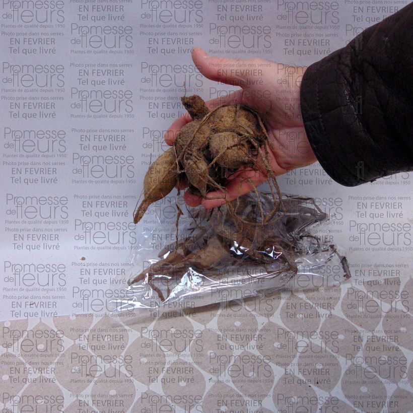 Example of Dahlia camélia Apricot Desire Bulbe calibre I as you get