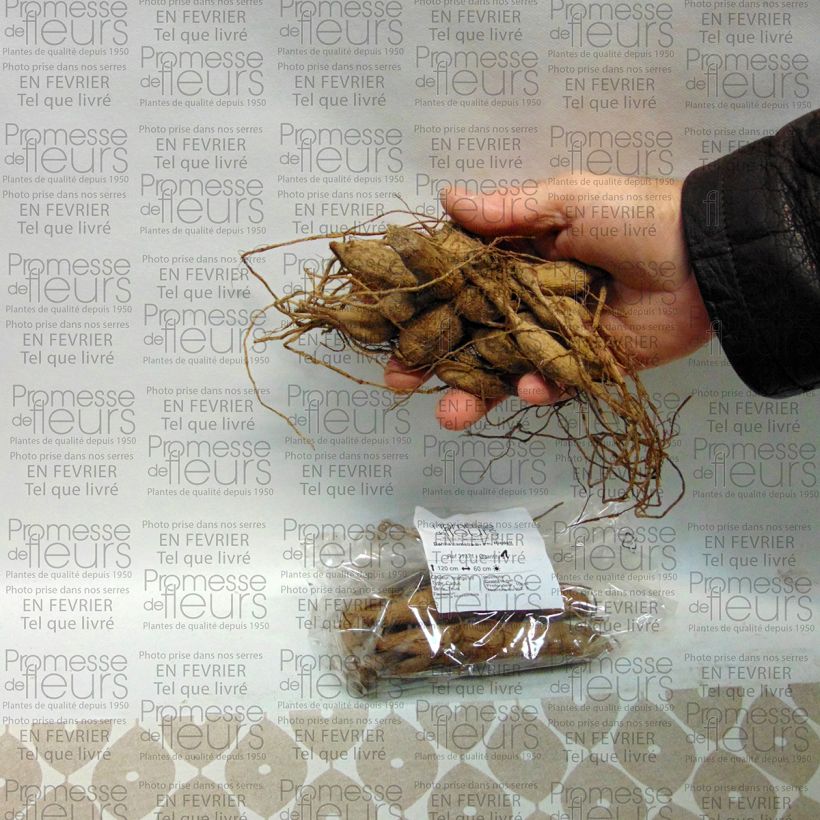 Exemple de spécimen de Dahlia camélia Dr Ph. Riedell Bulbe calibre I tel que livré