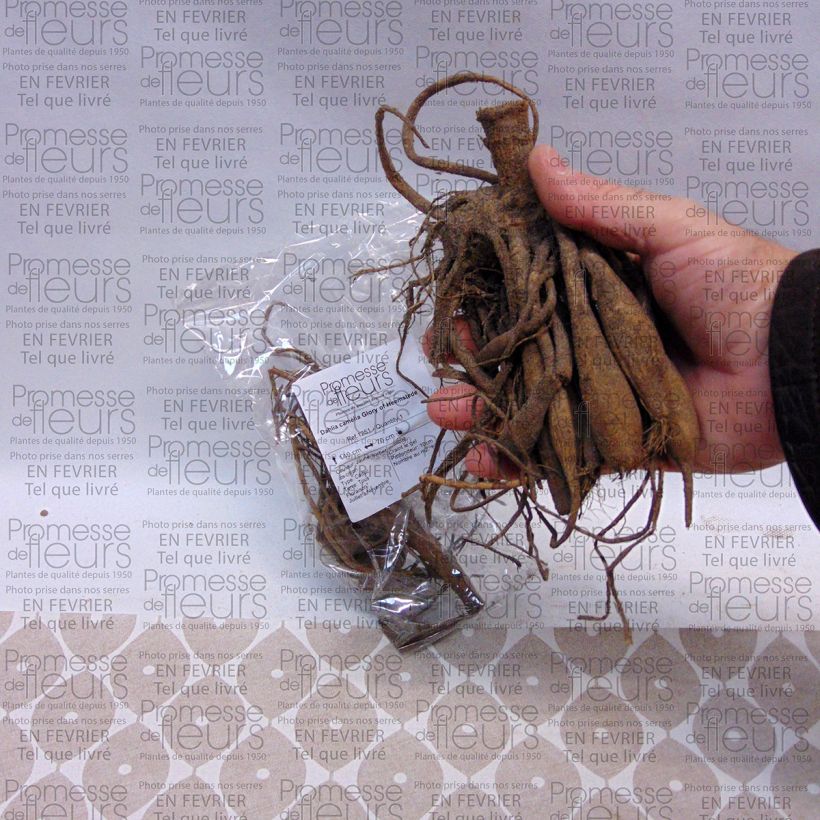 Example of Dahlia camélia Glory of Heemstede Bulbe calibre I as you get