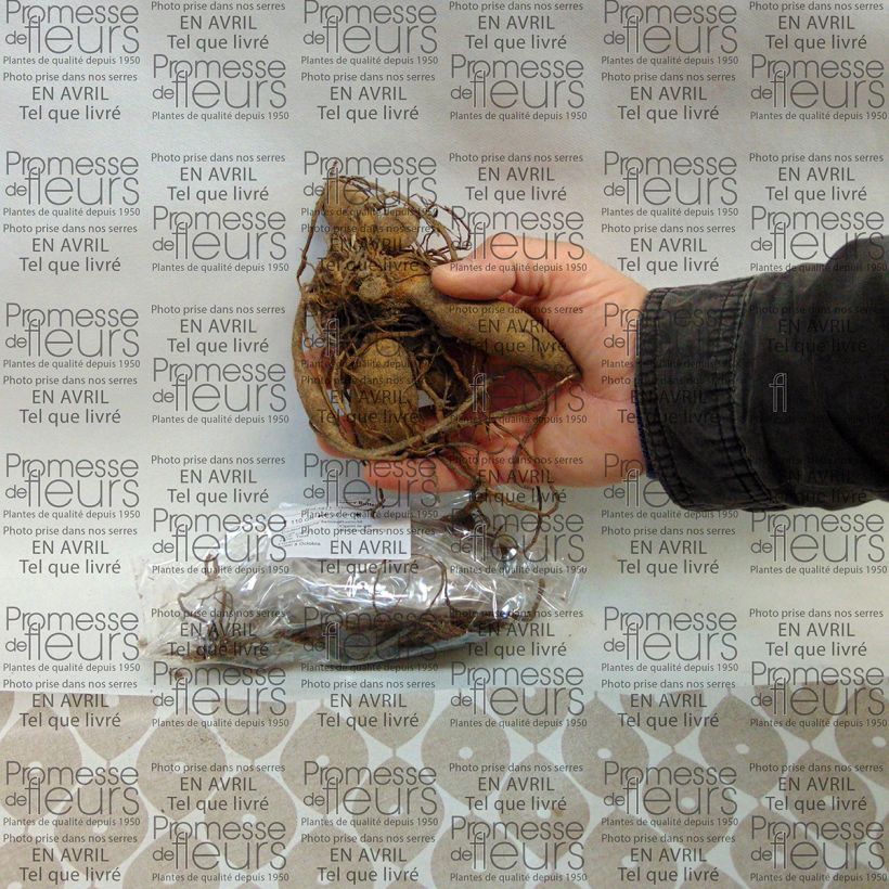 Example of Dahlia camélia Happy Butterfly Bulbe calibre I as you get