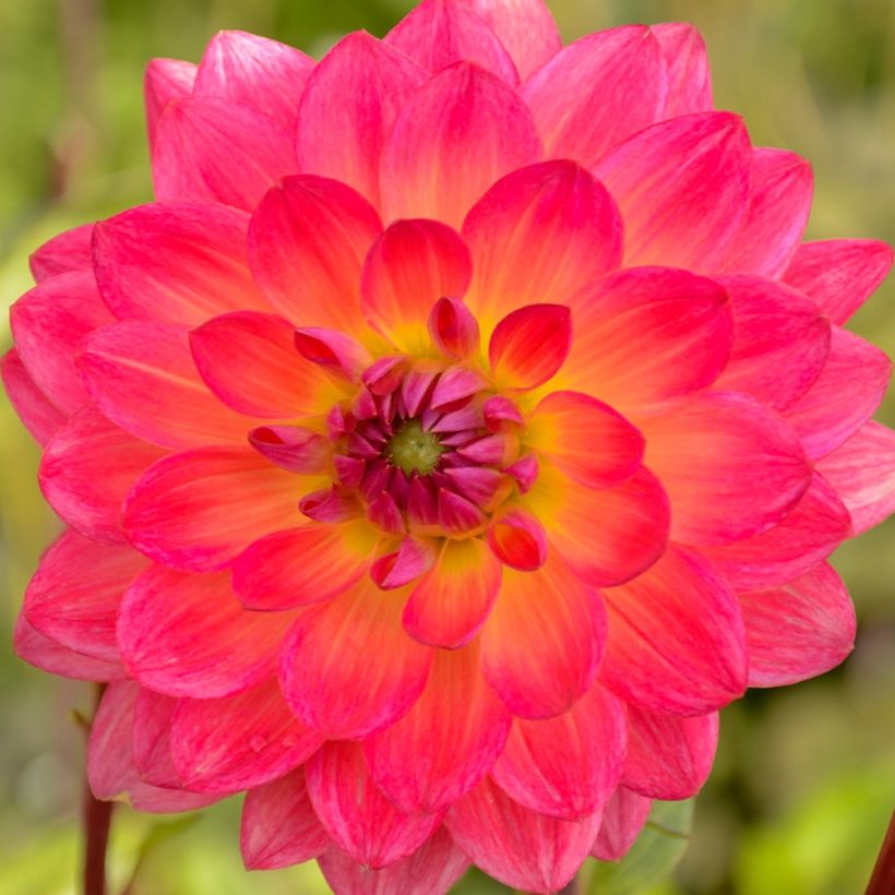 Dahlia camélia Kilburn Glow (Flowering)