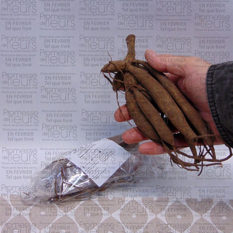 Exemple de spécimen de Dahlia camélia Nonette Bulbe calibre I tel que livré