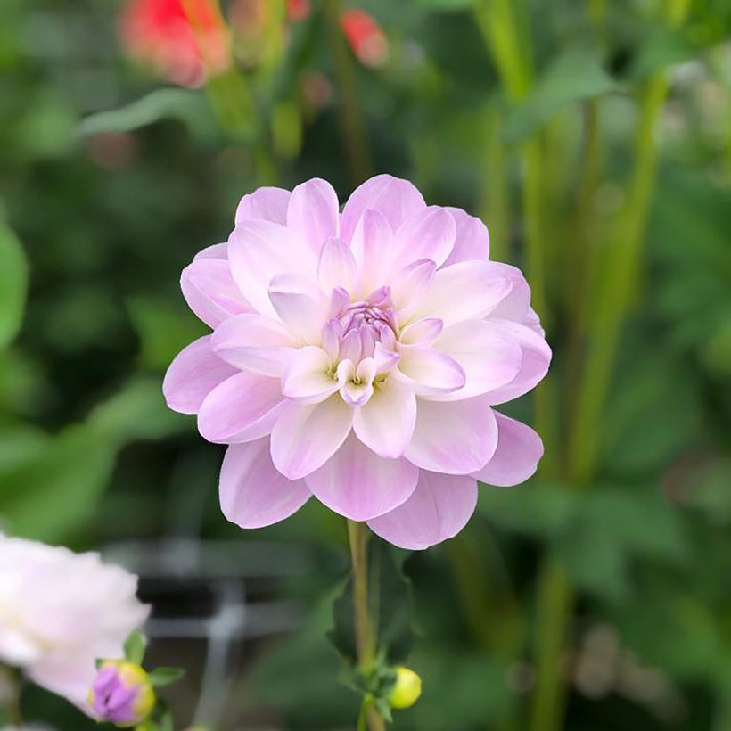 Dahlia camélia Porcelain (Flowering)