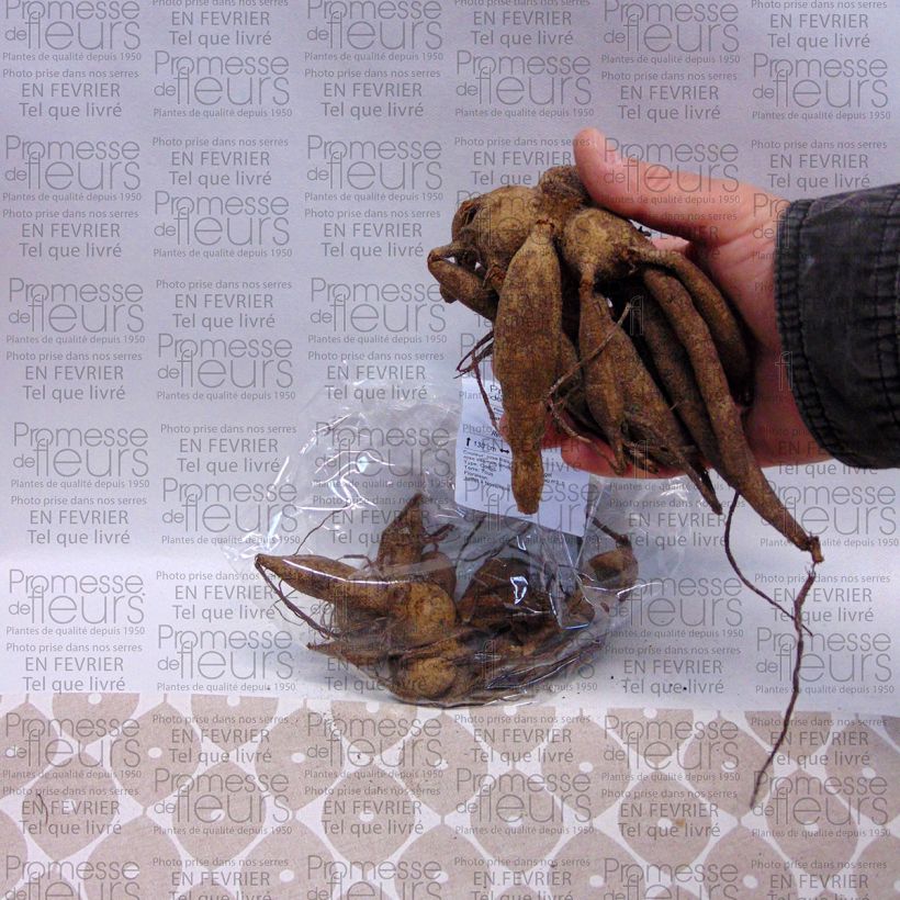 Example of Dahlia camélia Yvonne Bulbe calibre I as you get