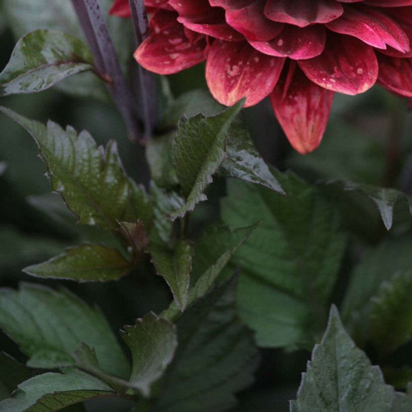 Dahlia décoratif After Dusk (Foliage)