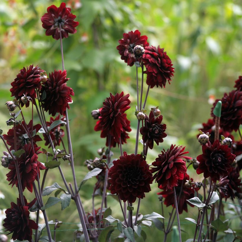 Dahlia décoratif Karma Choc (Plant habit)