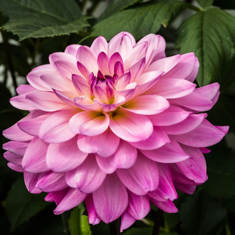 Dahlia décoratif Karma Prospero (Flowering)