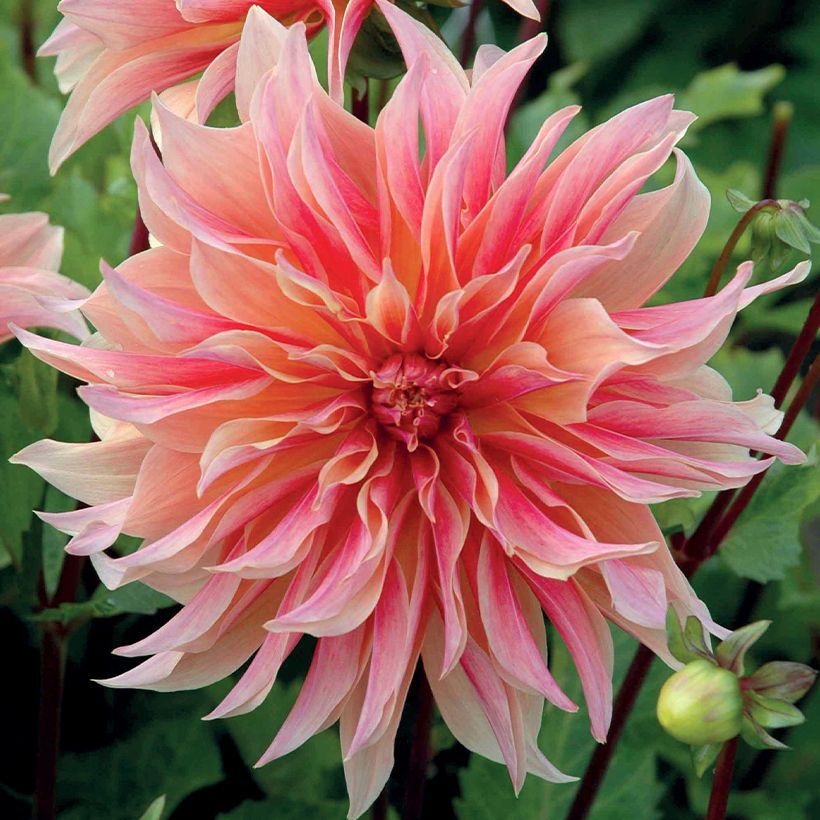 Dahlia décoratif Labyrinth (Flowering)