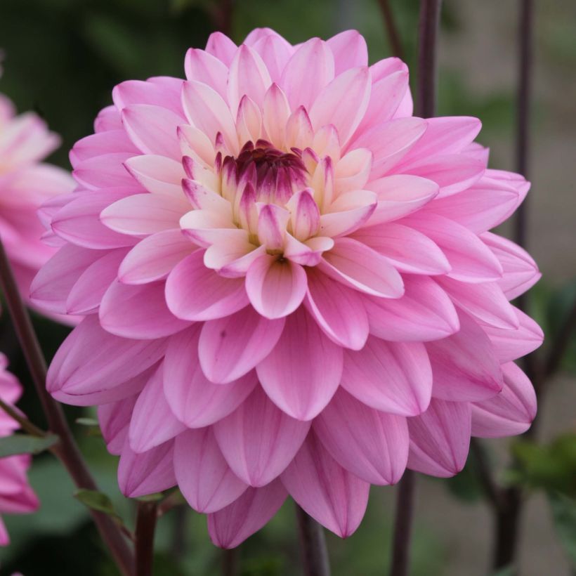 Dahlia décoratif  Luka Johanna (Floraison)