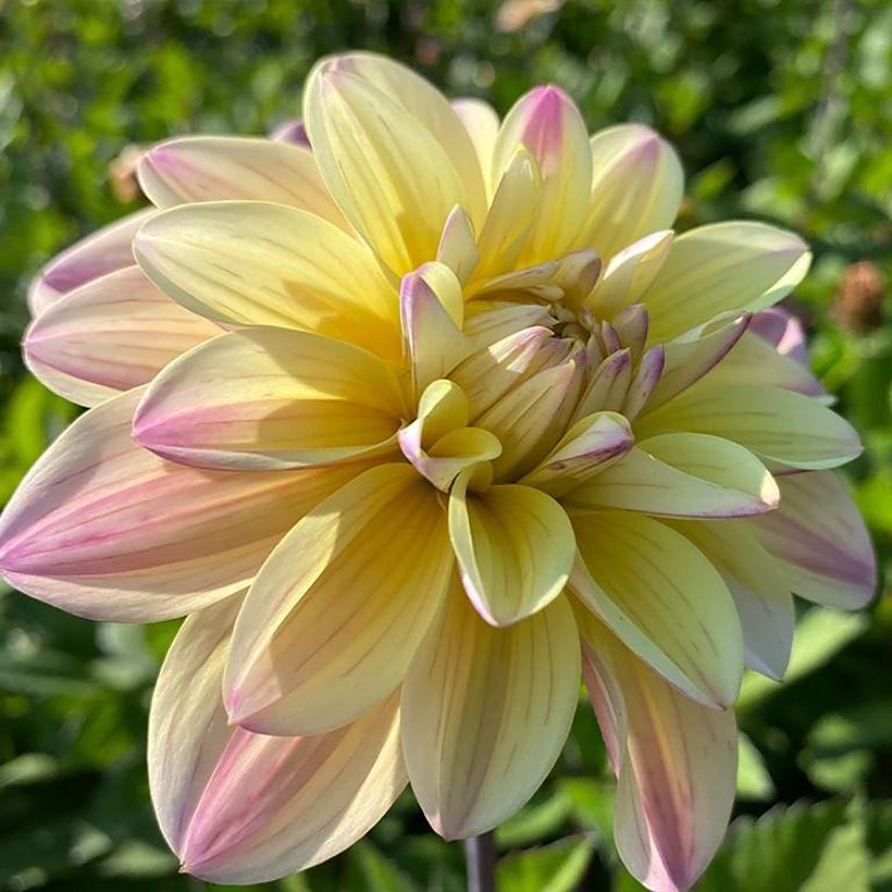 Dahlia décoratif Mondriaan (Flowering)