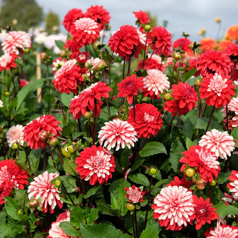 Dahlia décoratif Pacific time (Plant habit)