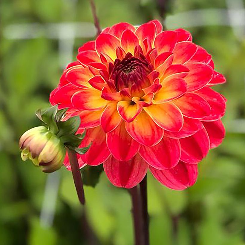 Dahlia décoratif Pernille (Flowering)