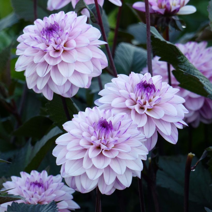 Dahlia décoratif Senior's Art (Floraison)