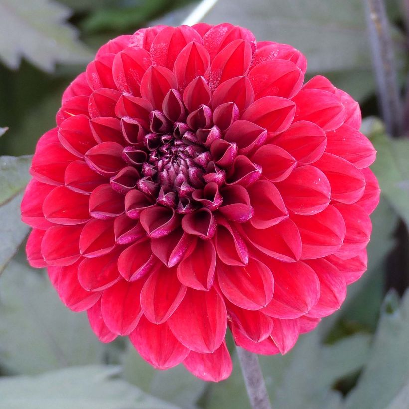 Dahlia décoratif Seniors Love (Flowering)