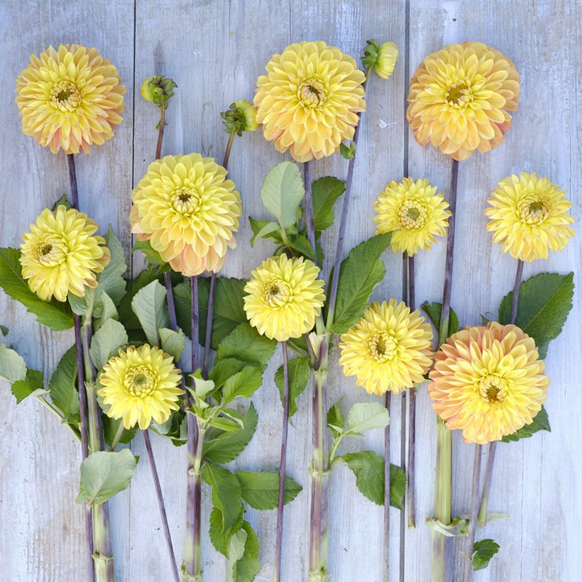 Dahlia décoratif à petites fleurs Bronze Glory (Flowering)