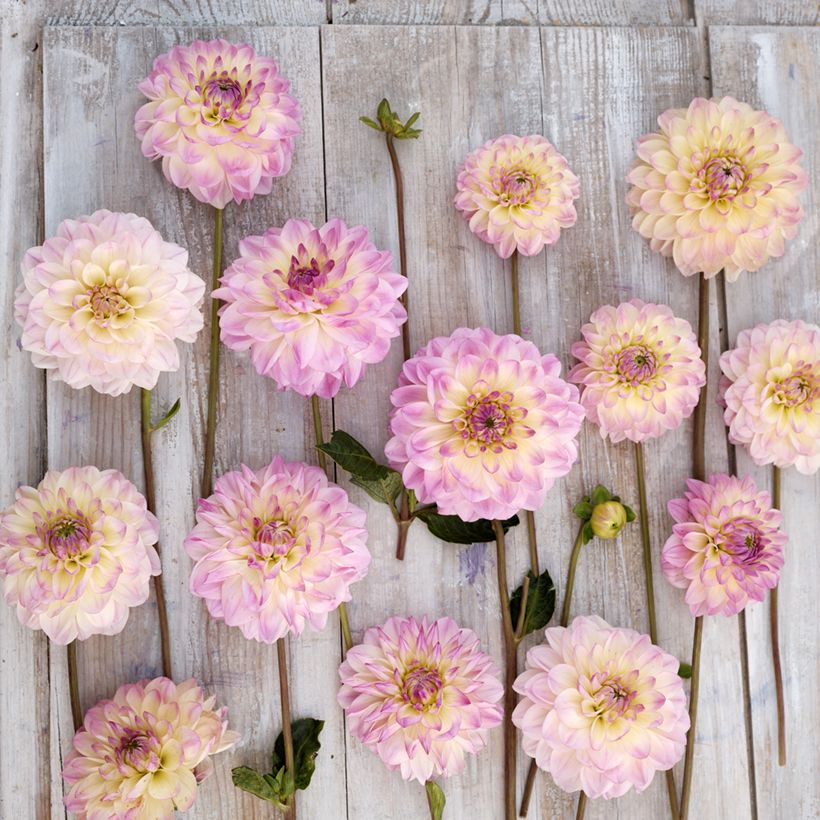 Dahlia décoratif à petites fleurs Sturm Kika (Flowering)