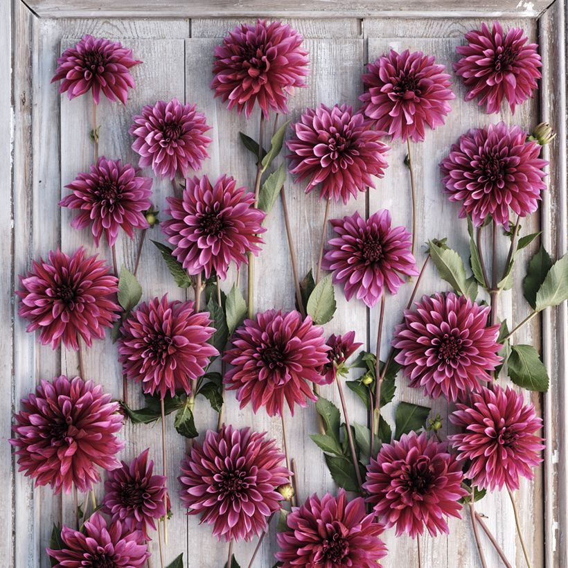 Dahlia décoratif à petites fleurs Tanita (Flowering)