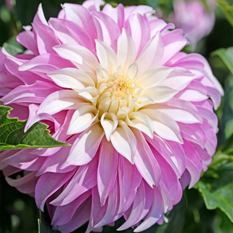 Dahlia décoratif Pink Petticoat (Flowering)