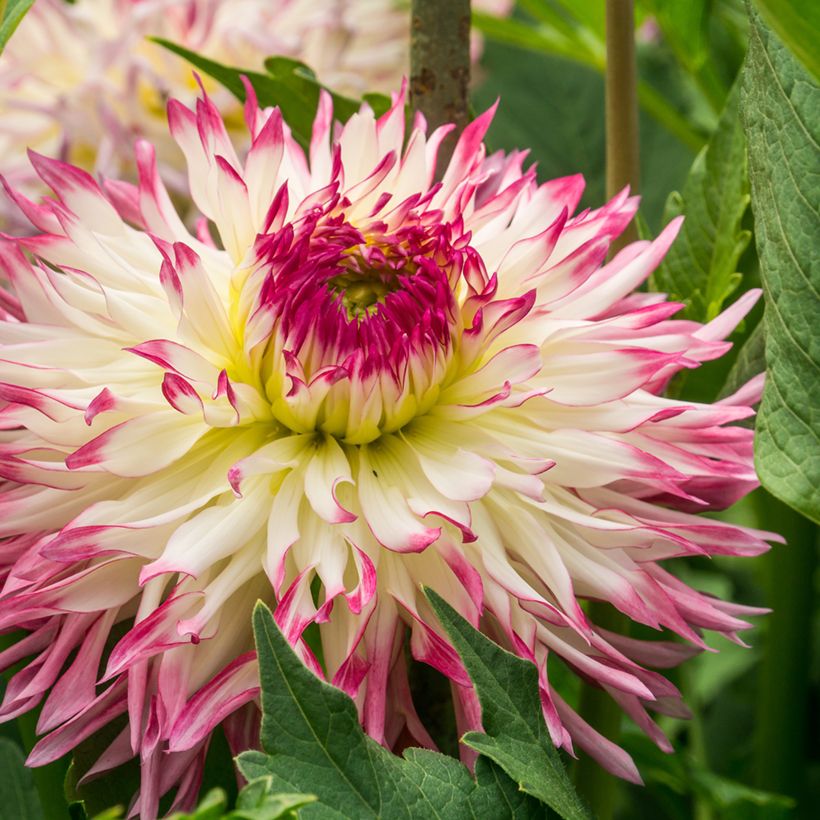 Dahlia fimbriata Caproz Josephine (Flowering)
