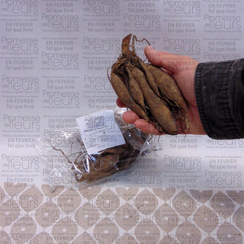 Example of Dahlia fimbriata Kogane Fubuki Bulbe calibre I as you get