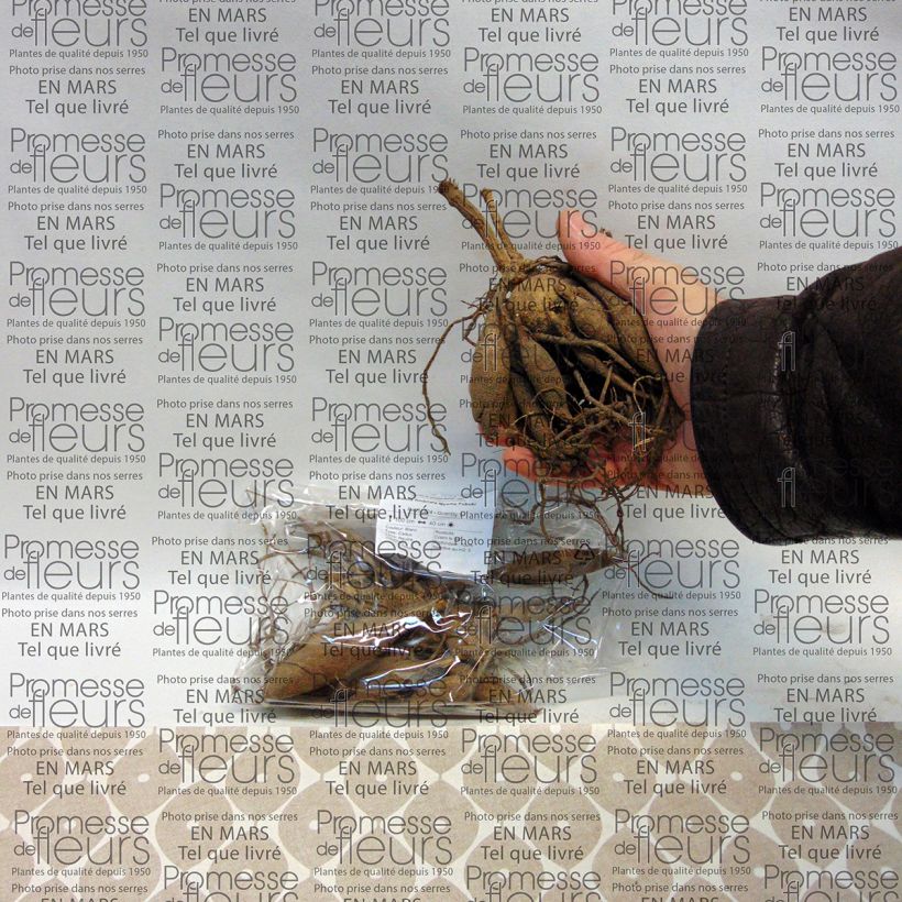 Example of Dahlia fimbriata Myama Fubuki Bulbe calibre I as you get