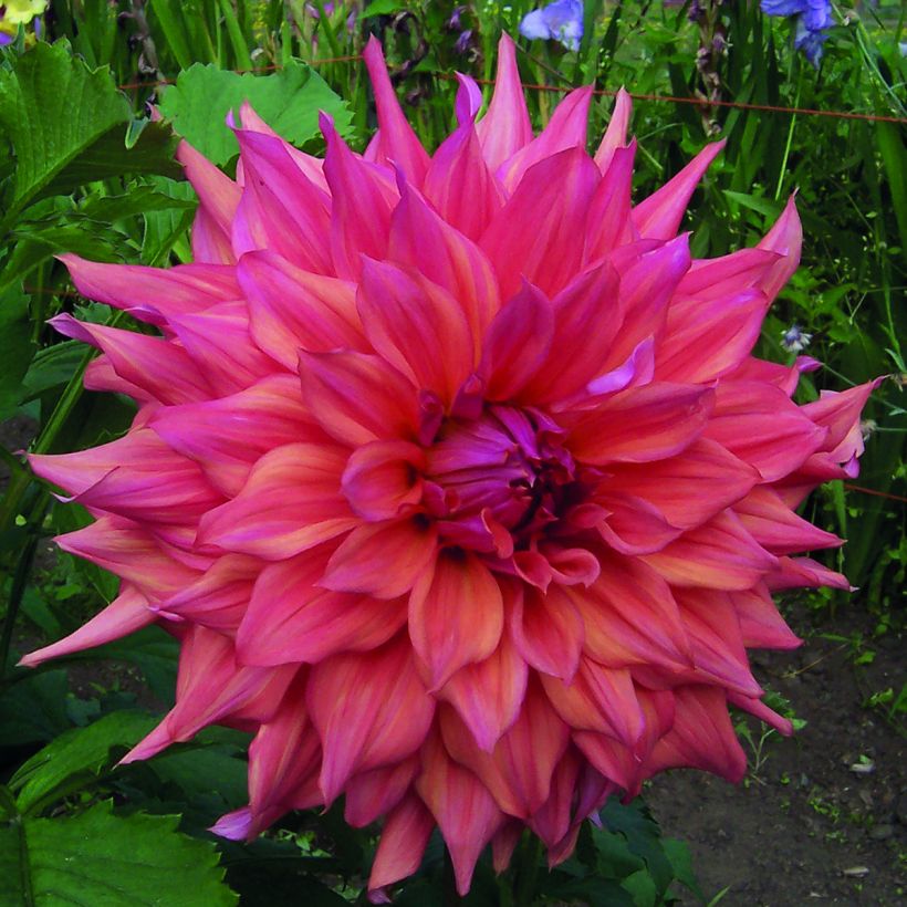 Dahlia géant Belle of Barmera (Flowering)