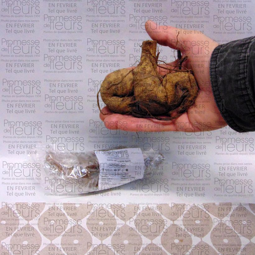 Exemple de spécimen de Dahlia géant Blith Spirit Bulbe calibre I tel que livré