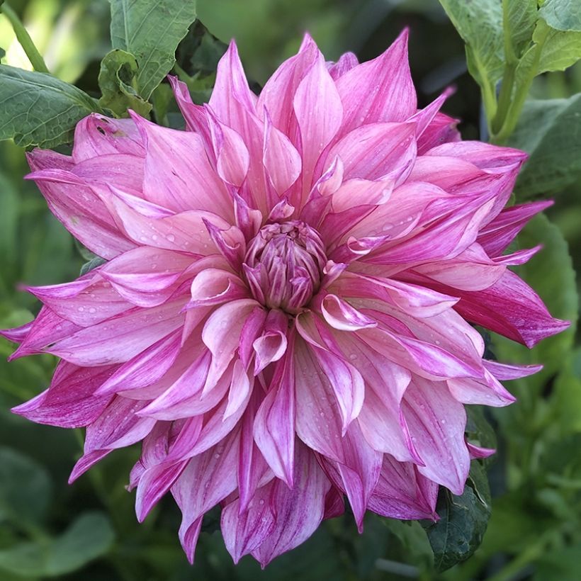 Dahlia géant Café Au Lait Royal  (Flowering)