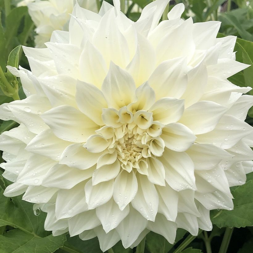 Dahlia géant Café Au Lait Suprême (Flowering)