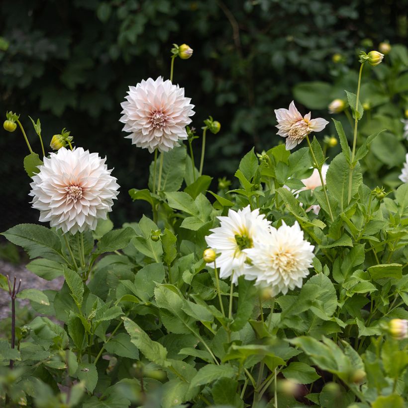 Dahlia géant Café Au Lait (Plant habit)